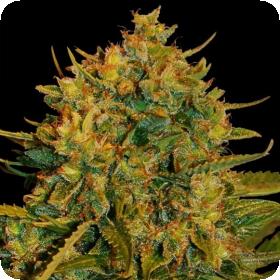 Northern Light x Big Bud Feminised Seeds Northern Light x Big Bud Feminised Seeds
