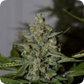 Stilton Special Jpg