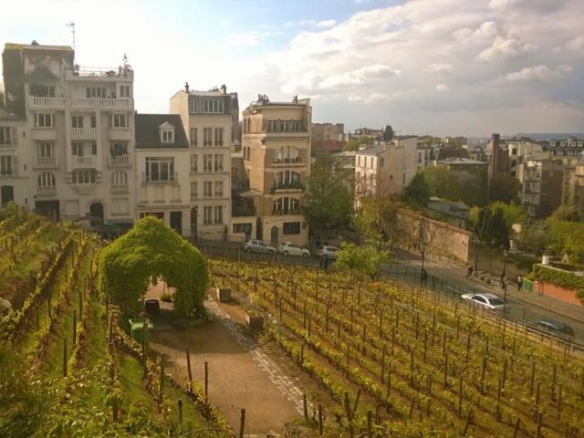 Vineyard of Montmartre