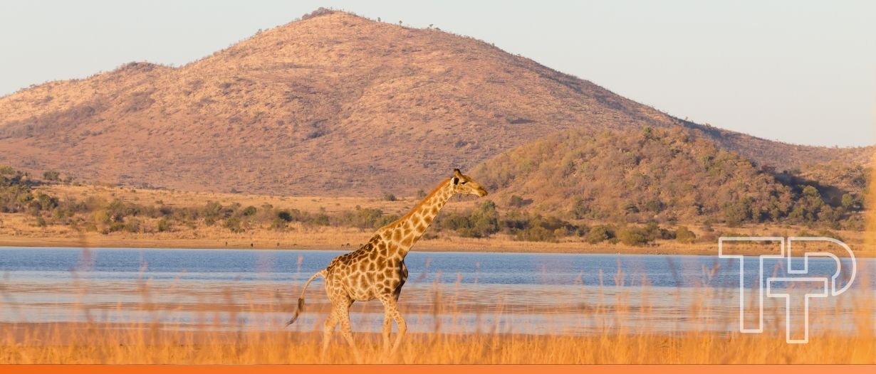 From mobile money to national QR: Africa’s next payments inflection point