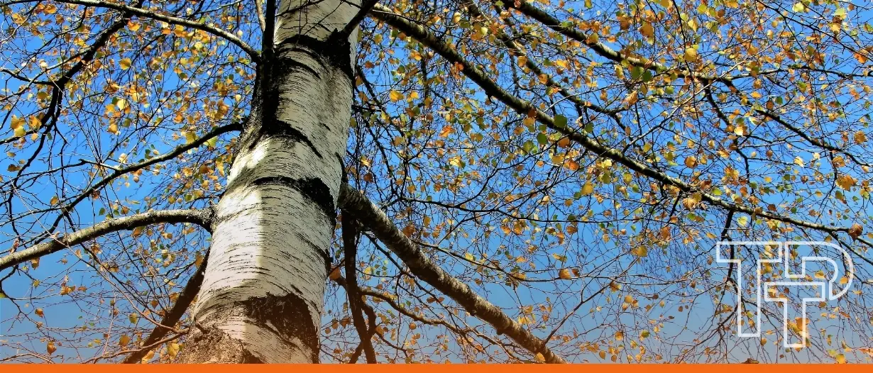 Bankable, investable, increasingly tradable: Spotlight on Silver Birch post Tradeteq acquisition