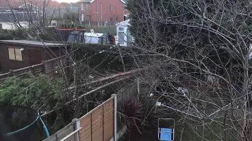 conifer blown over in high winds