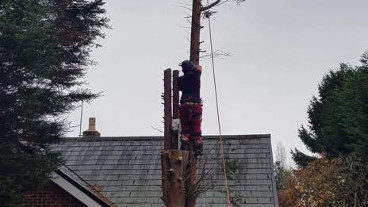 tree disassembling leeds