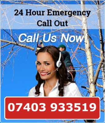 Tree Surgeon Wakefield Call Now