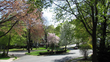 trees in middleton park - tree protection orders
