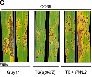 Δpwl2 mutants display reduced pathogenicity on rice cultivar CO39