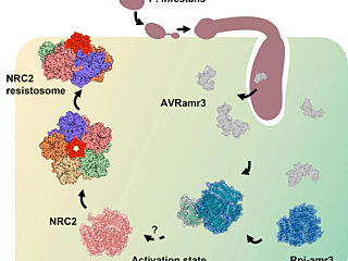 Figure from Ahn et al (2023)