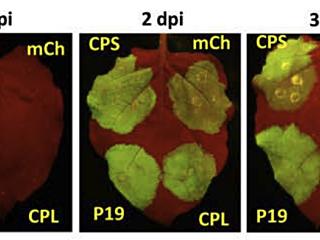 Figure from Alazem et al (2023)