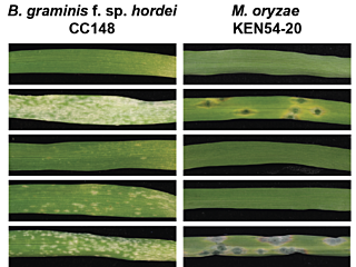 Figure from Brabham et al (2022)