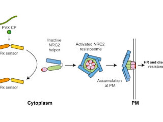 Figure from Contreras et al (2022)