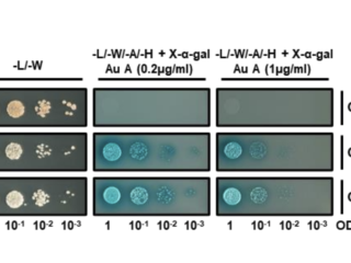 Figure from de la Concepcion et al (2022)
