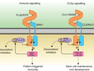 Figure from DeFalco et al (2022)