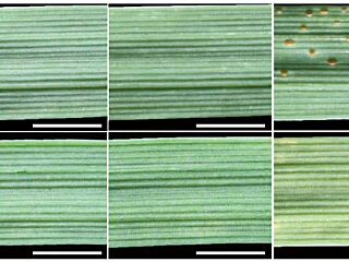 Figure from Dinh et al (2022)