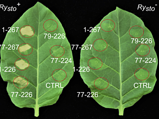 Figure from Grech-Baran et al (2022)