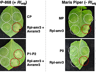 Heal etal 2026 biorxiv