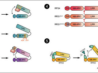 Figure from Marchal et al (2022)