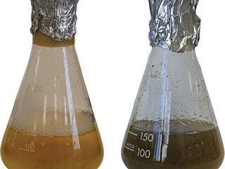 Photograph of two culture flasks used to grow Magnaporthe