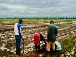 Colleagues of the rice blast project sowing seeds at one of the field testing plots in Kenya.