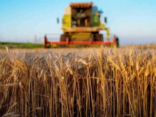 Photo of a combine harvester working in a wheat field