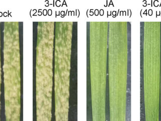 Figure from Que et al (2022)