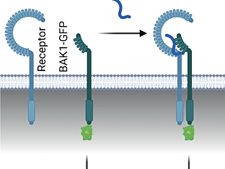 Figure from Rhodes et al (2022)