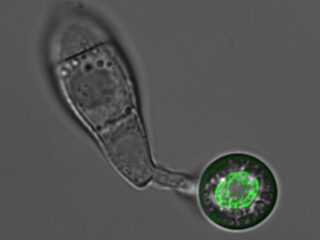 Microscope image showing a germinating conidium of Magnaporthe oryzae