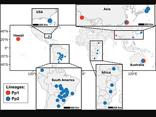 Evolution of the soybean rust pathogen Phakopsora pachyrhizi