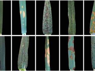 Figure from Rosignoli et al (2022)