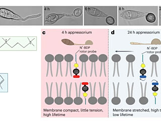 Figure from Ryder et al (2023)