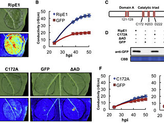 Figure from Sang et al (2021)