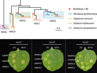 NLR evolution