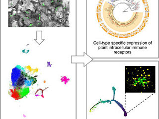Graphical abstract from Tang et al (2023)