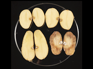 Photograph showing potato tubers that are either resistant or not to tuber blight