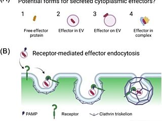 Figure from Wang et al (2023)