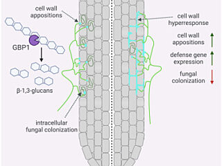 Graphical abstract from Wanke et al (2023)