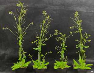 Representative images of transgenic A. thaliana expressing SJP39 or GFP at 3 wk (top) or 5 wk (bottom) after germination