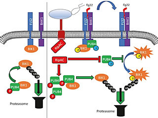 Graphical abstract for Yu et al (2022)