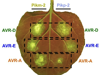Figure from de la Concepcion et al (2021)