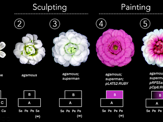 Flower design genetics