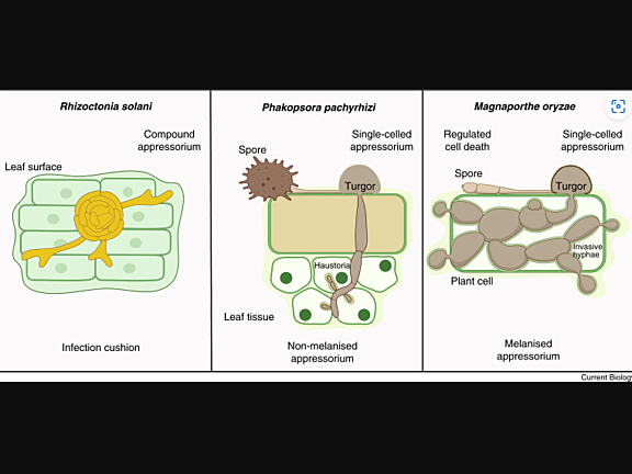 Appressorium-mediated infection of plants by fungal pathogens