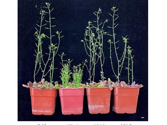 The bik1-1 mutant but not bik1-2 nor bik1-3 shows growth arrest and autoimmunity