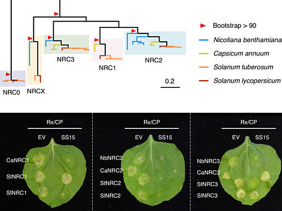 NLR evolution