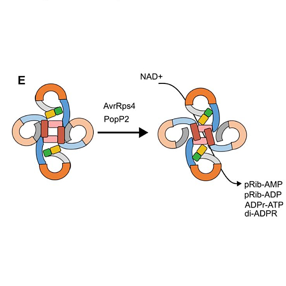 Schematic diagram for activation mechanism of RRS1/RPS4 complex