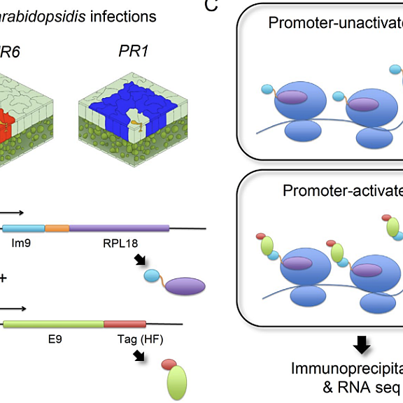 Figure from Asai et al (2023)