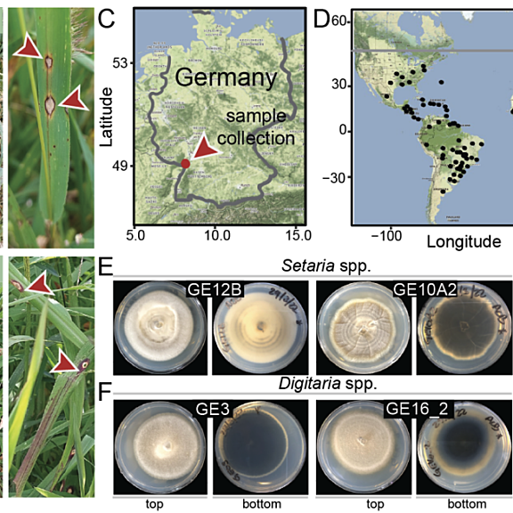 Figure from Barragan et al (2022)
