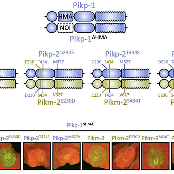 Figure from Bentham et al (2022)