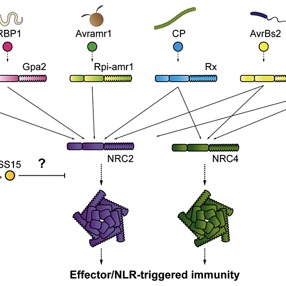 Figure from Contreras et al (2022)