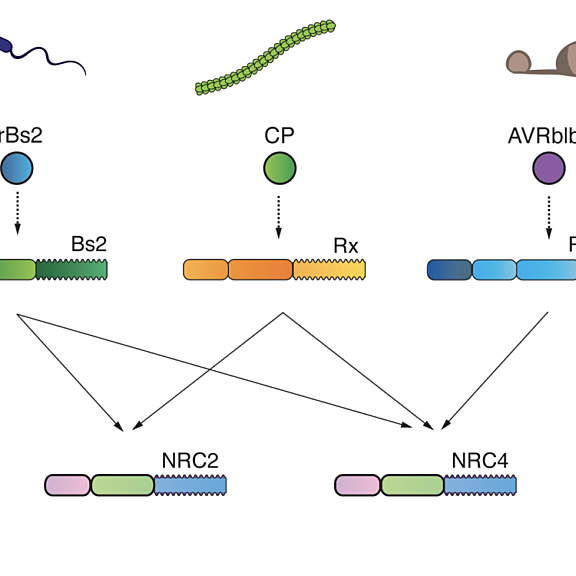 Figure from Contreras et al (2022)