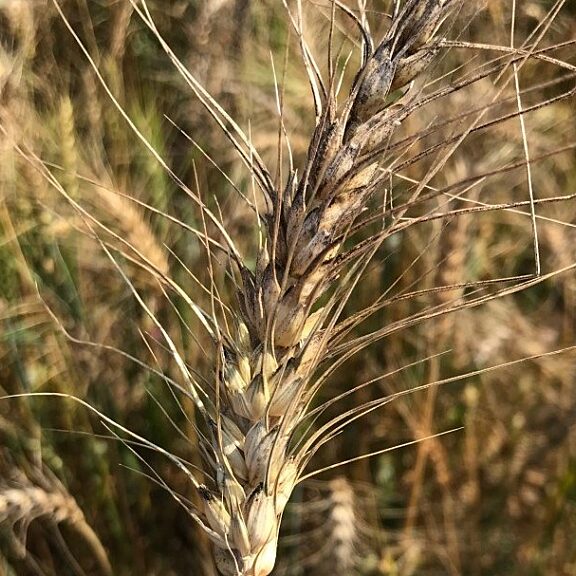 Photo showing a diseased ear of wheat