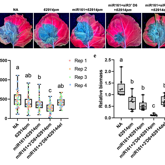 Ectopic expression of a PPR-siRNA-producing cassette in N. benthamiana enabled siRNA accumulation and enhanced resistance to P. capsici.